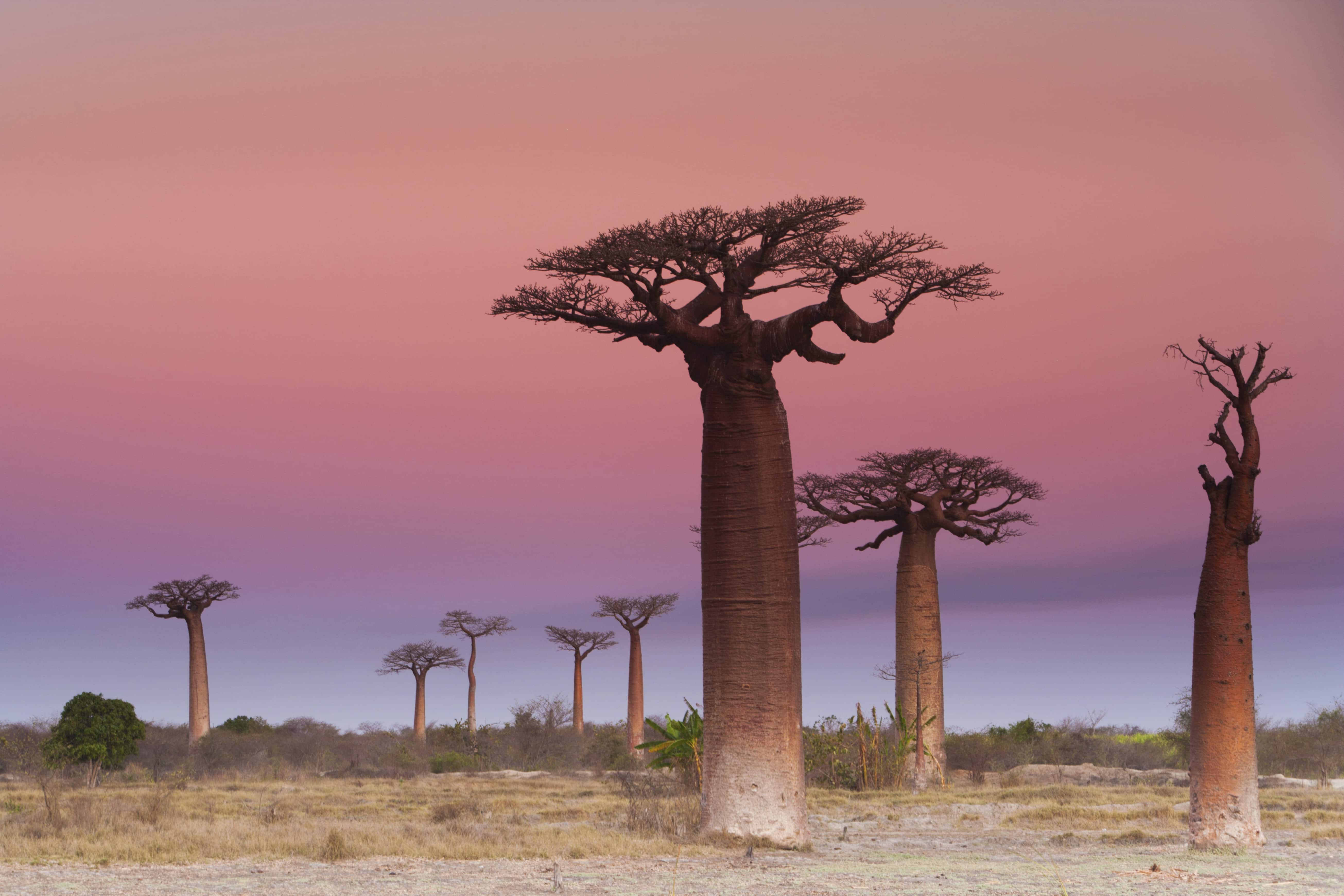 Baobab Forest