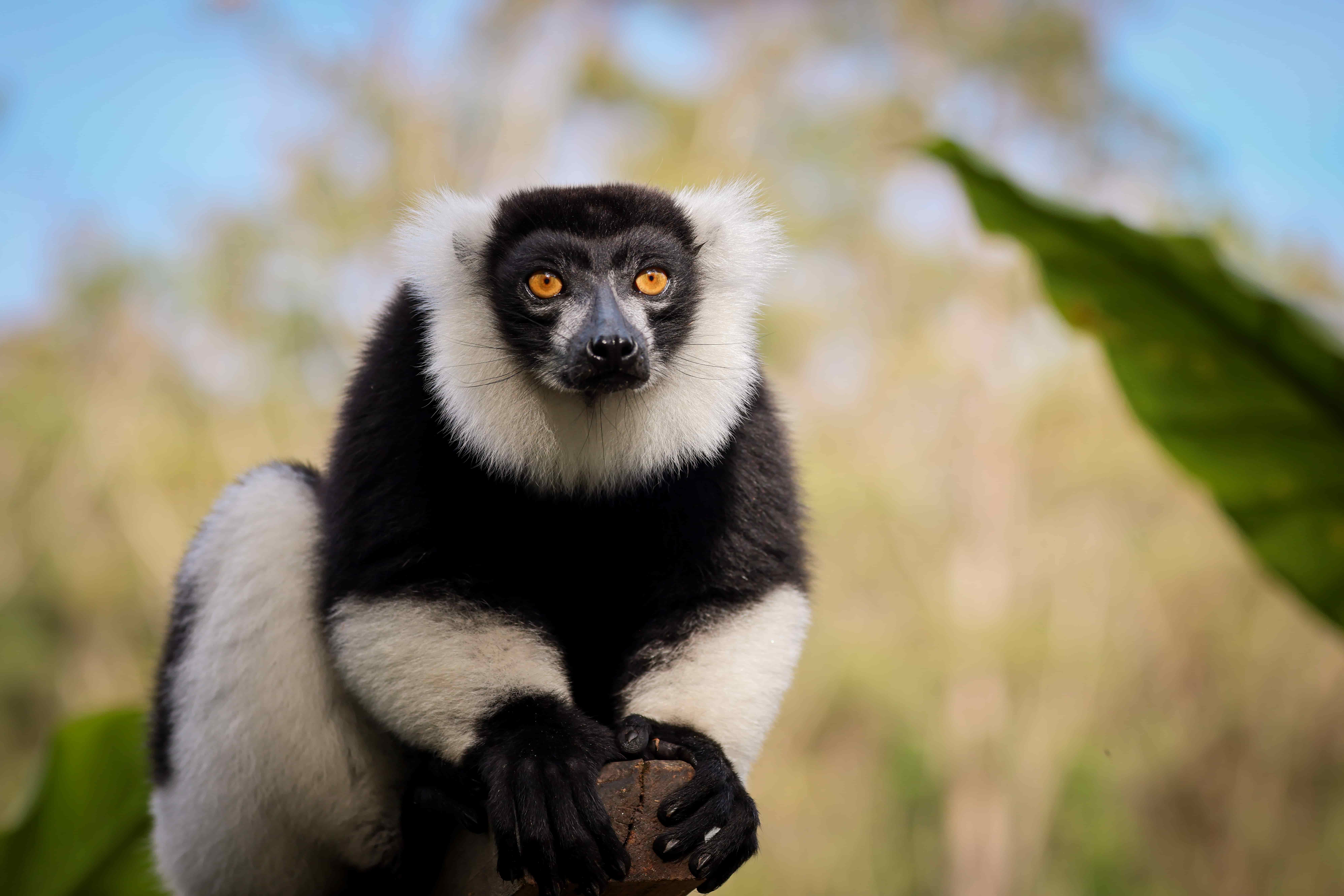 Wildlife Encounters