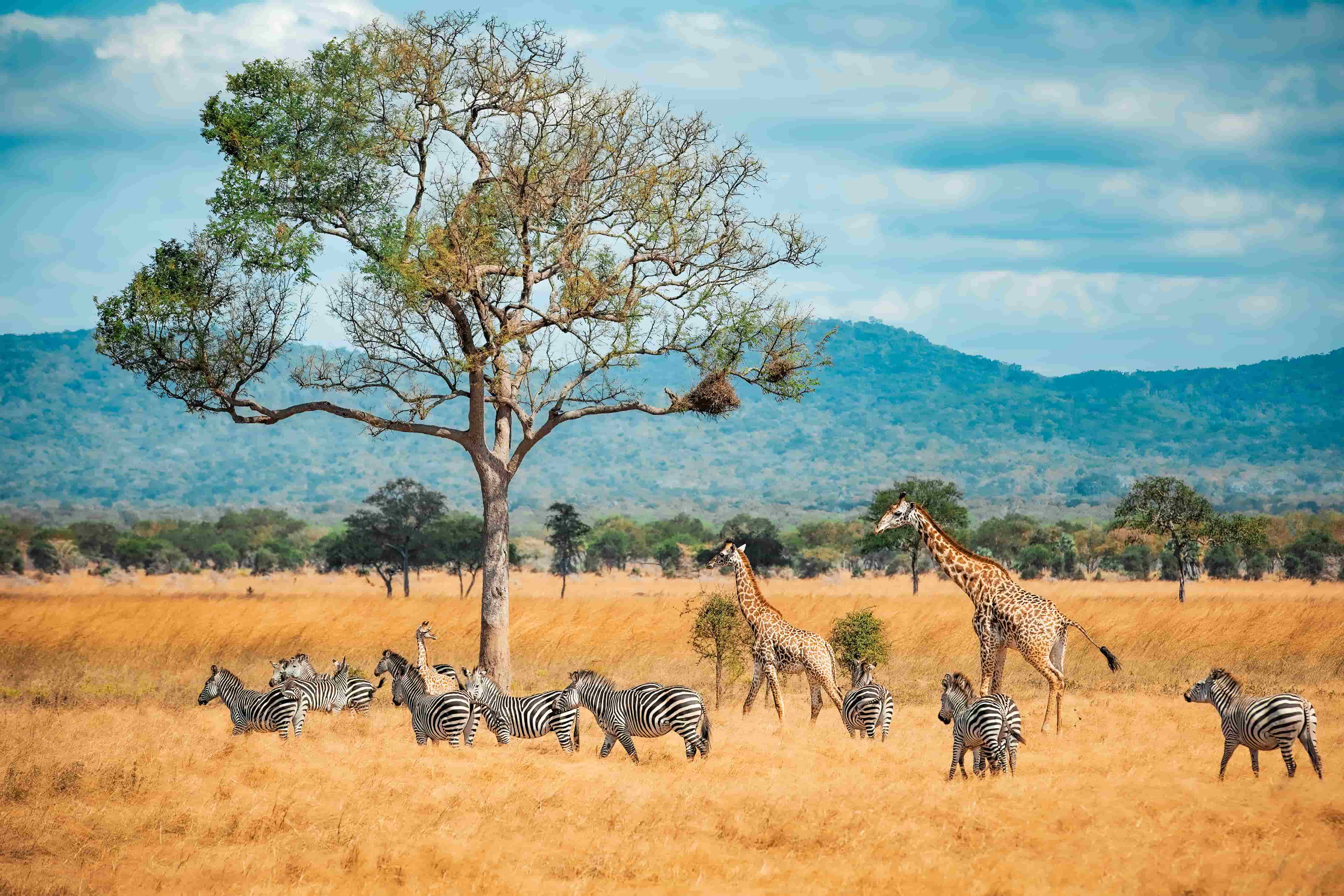 Safari Experience