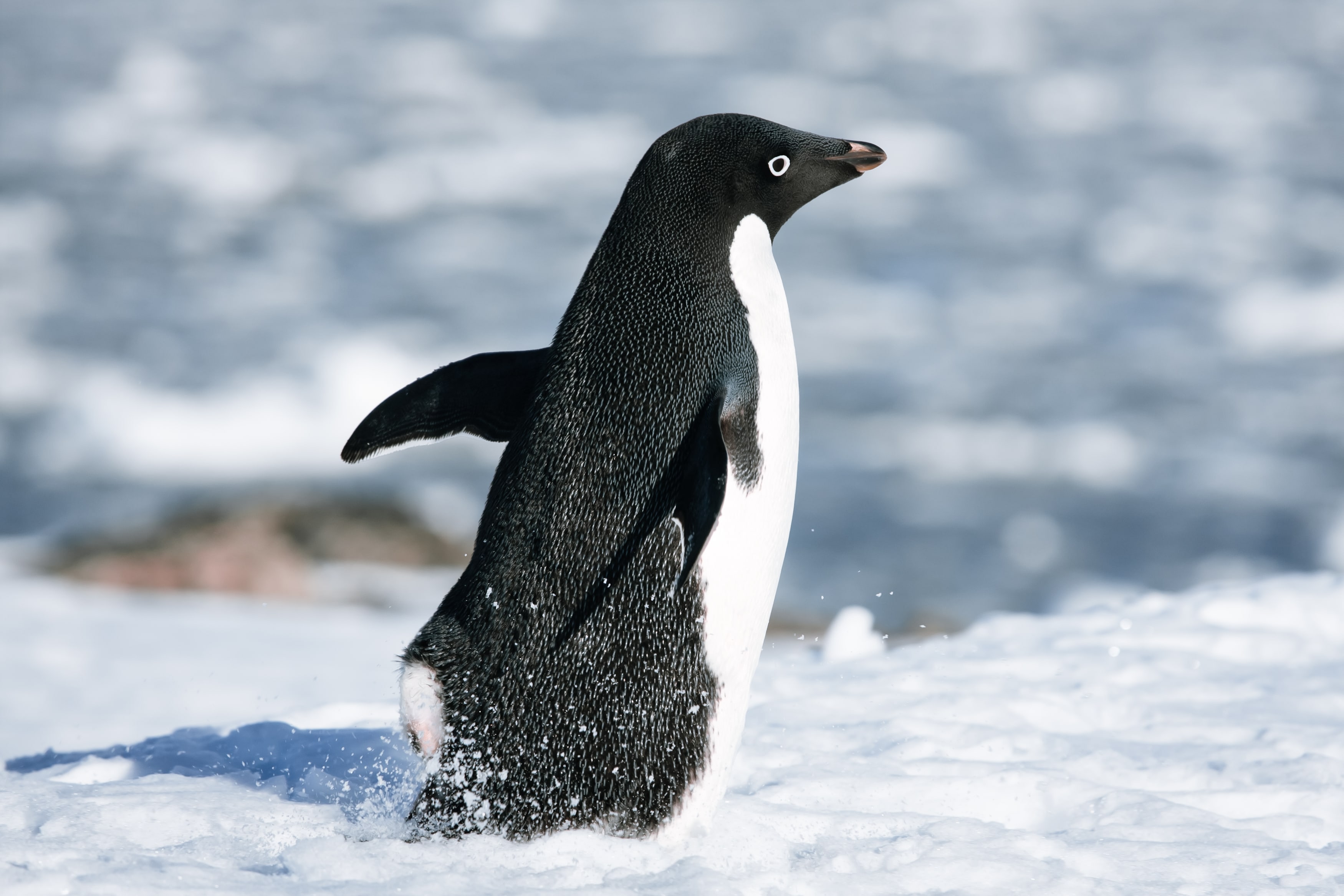 Penguin Colony