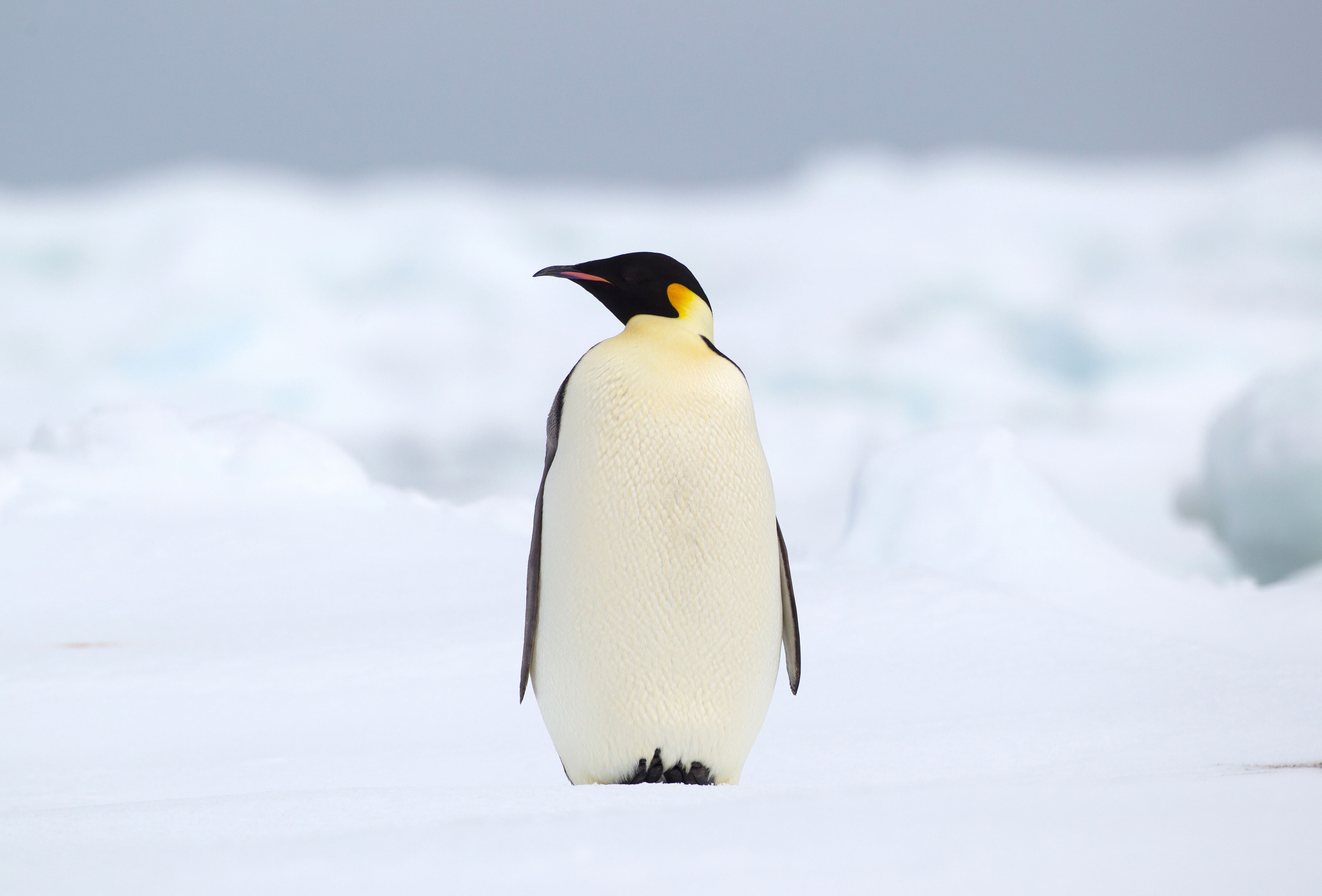 Penguin Colony