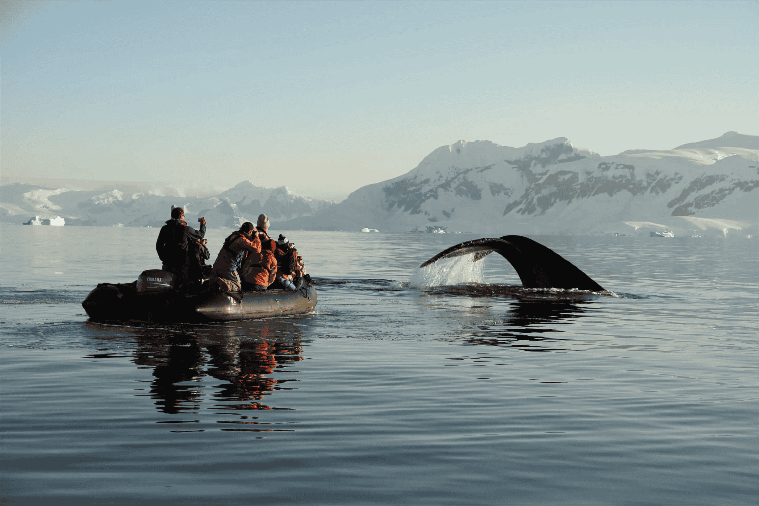 Zodiac Cruise