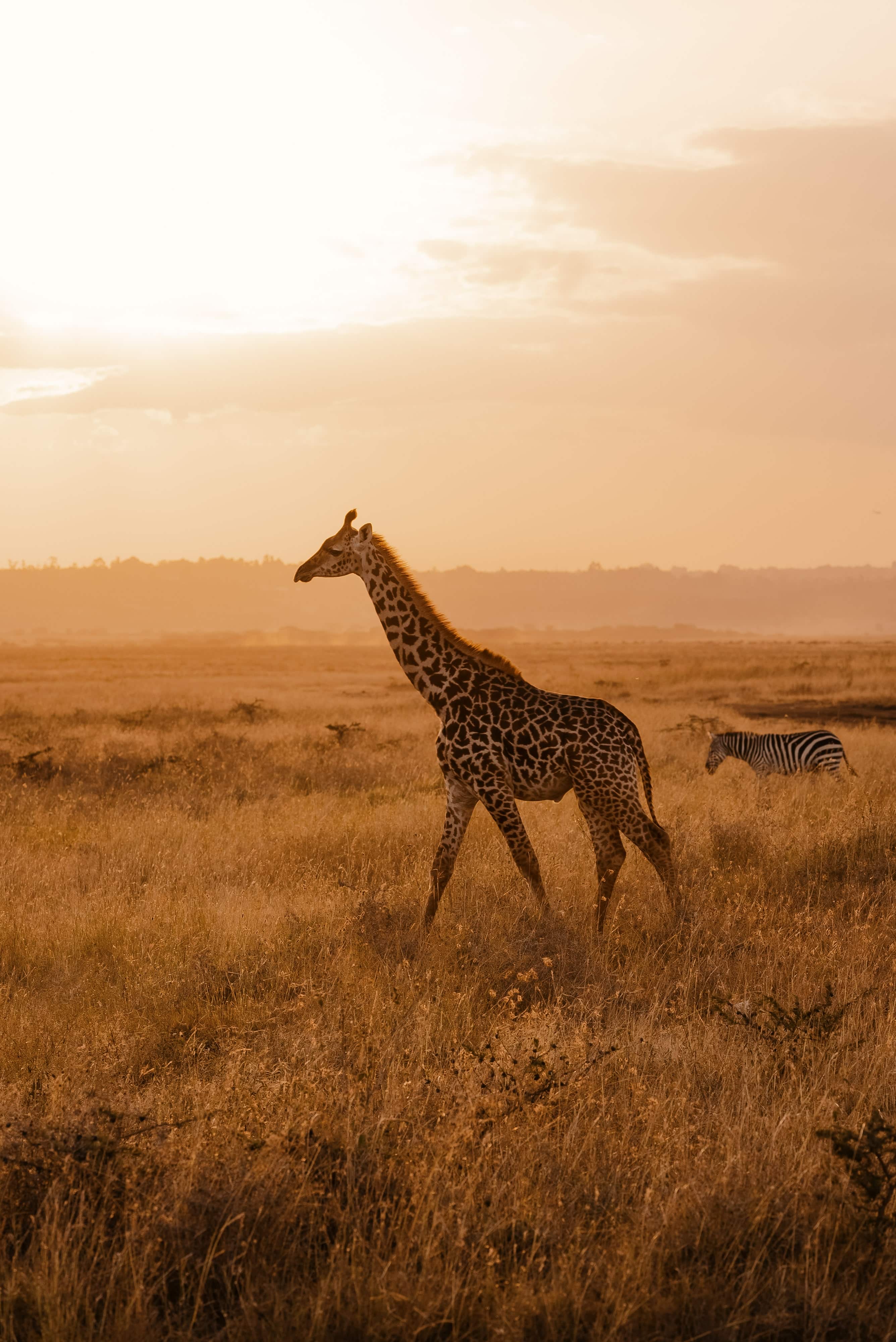Africa landscape